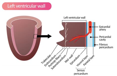 lv wall art|myocardial wall.